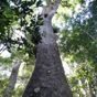 Giant rainforest trees survive along the Rosewood Creek track, Dorrigo National Park (Image: Barbara Webster/DECCW) Giant rainforest trees survive along the Rosewood Creek track, Dorrigo National Park (Image: Barbara Webster/DECCW)
