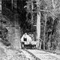 The Syndicate Tramway brought hoop pine logs from the Killungoondie area down the escarpment to the Syndicate's mill at Gleniffer between 1912 and 1928. (Image: Bellinger Valley Historical Society) The Syndicate Tramway brought hoop pine logs from the Killungoondie area down the escarpment to the Syndicate's mill at Gleniffer between 1912 and 1928. (Image: Bellinger Valley Historical Society)