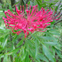 Look out for the Dorrigo Waratah (Alloxylon pinnatum), a member of the ancient Proteaceae family (Image: Barbara Webster/DECCW) Look out for the Dorrigo Waratah (Alloxylon pinnatum), a member of the ancient Proteaceae family (Image: Barbara Webster/DECCW)