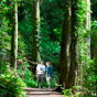 Magnificent tall trees line the Wonga Walk, Dorrigo National Park (Image: Hamilton Lund/Tourism NSW) Magnificent tall trees line the Wonga Walk, Dorrigo National Park (Image: Hamilton Lund/Tourism NSW)