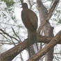 Lyrebird sitting on a branch in New England National Park (Image: Michael van Ewijk/DECCW) Lyrebird sitting on a branch in New England National Park (Image: Michael van Ewijk/DECCW)