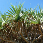 Pandanus trees are a feature of the Yuraygir Coastal Walk (Image: Deborah Parkin/DECCW) Pandanus trees are a feature of the Yuraygir Coastal Walk (Image: Deborah Parkin/DECCW)