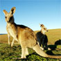 Kangaroos in Yuraygir National Park; you may encounter them along the Yuraygir Coastal Walk. (Image: Debra Novak/DECCW) Kangaroos in Yuraygir National Park; you may encounter them along the Yuraygir Coastal Walk. (Image: Debra Novak/DECCW)