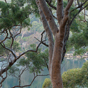 Scenic view near Weemalah Cottage in Royal National Park (Image: Michael van Ewijk/DECCW) Scenic view near Weemalah Cottage in Royal National Park (Image: Michael van Ewijk/DECCW)