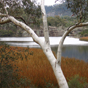 The beautiful waters of Ganguddy (Dunns Swamp), Wollemi National Park (Image: Sharon Davern/OEH) The beautiful waters of Ganguddy (Dunns Swamp), Wollemi National Park (Image: Sharon Davern/OEH)