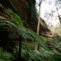 Lush tree ferns are a feature of Bells Grotto, Wollemi National Park (Image: Rosie Nicolai/OEH) Lush tree ferns are a feature of Bells Grotto, Wollemi National Park (Image: Rosie Nicolai/OEH)