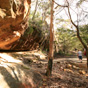 The Glow Worm Tunnel track, between the first and second tunnels, Wollemi National Park (Image: Rosie Nicolai/OEH) The Glow Worm Tunnel track, between the first and second tunnels, Wollemi National Park (Image: Rosie Nicolai/OEH)