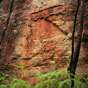 A red algae called rhodophyta creates dramatic red stains on the cliff face, Glow Worm Tunnel walk, Wollemi National Park (Image: Rosie Nicolai/OEH) A red algae called rhodophyta creates dramatic red stains on the cliff face, Glow Worm Tunnel walk, Wollemi National Park (Image: Rosie Nicolai/OEH)