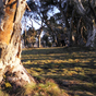 3 Mile Dam Snow Gum, Three Mile Dam peninsular, northern Kosciuszko National Park (Image: Jo Caldwell/DECCW) 3 Mile Dam Snow Gum, Three Mile Dam peninsular, northern Kosciuszko National Park (Image: Jo Caldwell/DECCW)