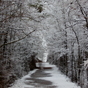 Elm Avenue in winter, Yarrangobilly Caves, Kosciuszko National Park (Image: N Beckett/OEH) Elm Avenue in winter, Yarrangobilly Caves, Kosciuszko National Park (Image: N Beckett/OEH)