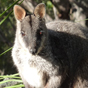 Rock wallaby, Green Gully Track in Oxley Wild Rivers National Park (Image: Piers Thomas/OEH) Rock wallaby, Green Gully Track in Oxley Wild Rivers National Park (Image: Piers Thomas/OEH)