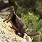 Rock wallaby, Green Gully Track in Oxley Wild Rivers National Park (Image: Paul Bayne) Rock wallaby, Green Gully Track in Oxley Wild Rivers National Park (Image: Paul Bayne)