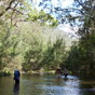 Wading through Green Gully Creek, Oxley Wild Rivers National Park (Image: Piers Thomas/OEH) Wading through Green Gully Creek, Oxley Wild Rivers National Park (Image: Piers Thomas/OEH)