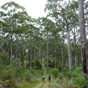 White-topped box forest on the Green Gully Track, Oxley Wild Rivers National Park (Image: Piers Thomas/OEH) White-topped box forest on the Green Gully Track, Oxley Wild Rivers National Park (Image: Piers Thomas/OEH)