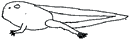 Distribution of keratin in a tadpole. Illustration: L Berger