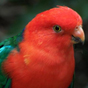 King parrots are often seen at Sheepstation Creek