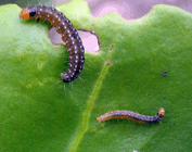 Tortrix leaf roller moth larvae attacking bitou bush. Photo: P. Downey.