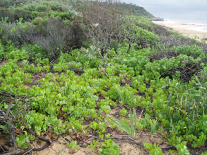 Before bitou control at Wamberal Lagoon NR