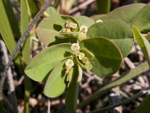 Endangered Chamaesyce psammogeton at risk from bitou bush at Warrain Beach