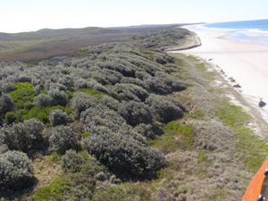 Aerial view of Bundjalung National Park after bitou bush control Aerial view of Bundjalung National Park after bitou bush control