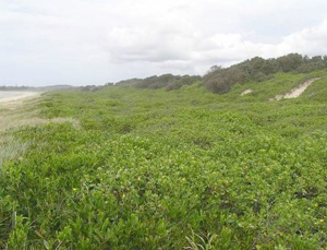 Prior to control at Bundjalung National Park prior to control at Bundjalung National Park