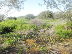 After initial and follow up bitou bush control at Cosy Corner After initial and follow up bitou bush control at Cosy Corner