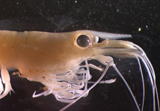 Shrimp Crustacea Decapoda Atyidae