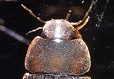 Water Beetle adult