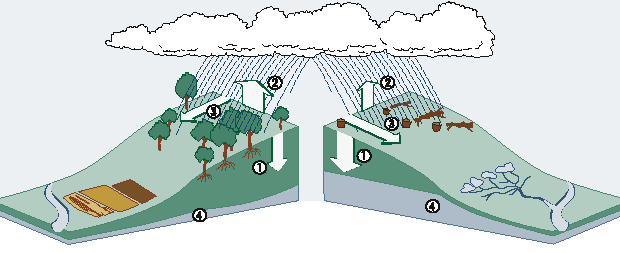 Two contrasting examples of the water cycle. Left, with vegetation remaining on a hillside, right, with vegetation cleared