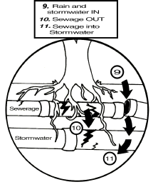 line drawing sewage and stomrwater leaks, tree roots cracking pipes