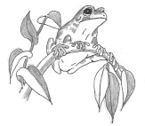 image: frog catching a fly
