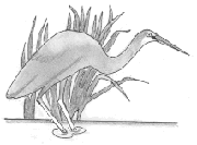heron image