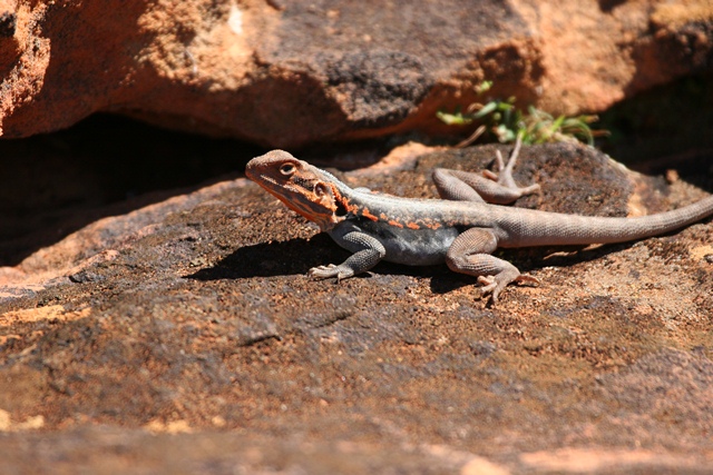 Tawny crevice dragon. Photo: M Irvin/OEH