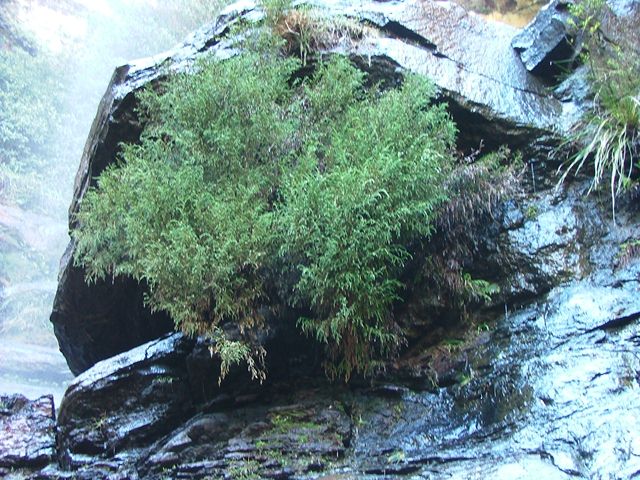 Dwarf mountain pine. Photo G Steenbecke/OEH