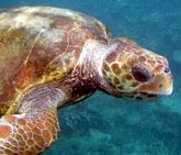 Green turtle