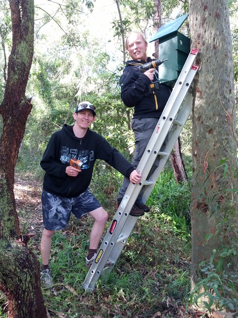 Installing nest boxes for squirrel gliders. Photo: S Prichard