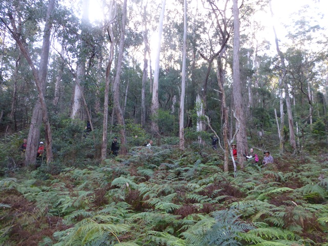 Survey assessing koala distribution and abundance in coastal forests of south-eastern NSW. Photo: C Allen/OEH