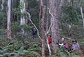 Survey assessing koala distribution and abundance in coastal forests of south-eastern NSW. Photo: C Allen/OEH