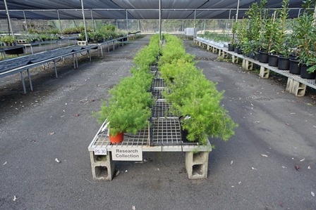 Persoonia pauciflora in cultivation. Photo: C.Offord/Royal Botanic Gardens