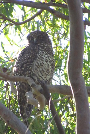 Powerful owl. Photo: R.Kerr/Bankstown City Council