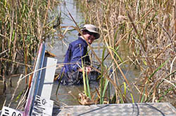 Monitoring bird breeding in Lower Gingham Watercourse, Gwydir Wetlands in 2010. Photo: Daryl Albertson, OEH