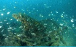 photo: Fish gathering around part of a mast. Photographer: Mark Spencer.