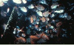 photo: Fish exploring the Annie Miller. Photograph by Martin Kandilas