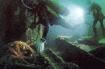 photo: Divers exploring the imposing shipwreck. Photograph: Mark Spencer.