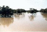 photo: Darling River in flood. Photograph by John Smith.