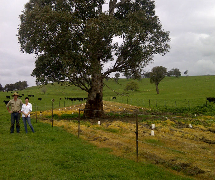 Across most rural landscapes, paddock trees stand out as an iconic image, providing shade and shelter for livestock and maintaining the productive capacity of the land