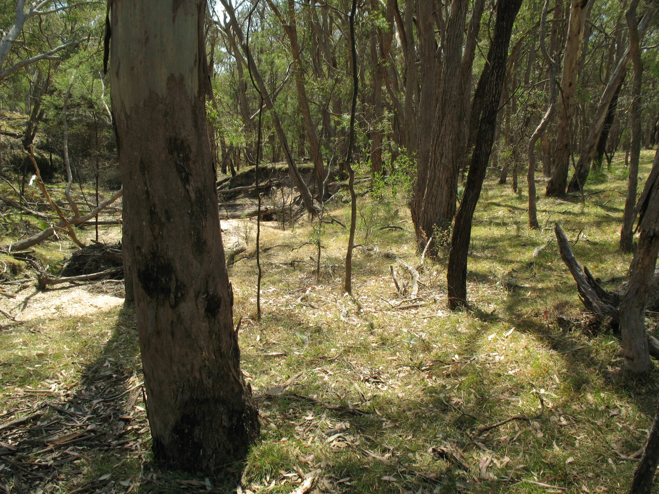 White Box Yellow Box Blakely’s Red Gum Woodland, Riparian grassy Blakely's Red Gum Woodland, Threatened Ecological Community