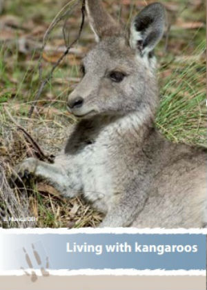 Living with Kangaroos publication cover