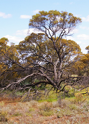 Acacia loderi shrublands, Threatened Ecological Community. 