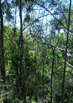 Araluen Scarp Grassy Forest in the South East Corner Bioregion, Threatened Ecological Community
